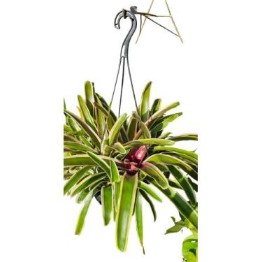 Imagem de Bromélia Neoregelia Carolinae Variegata Exotica - GREEN HOUSE