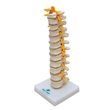 Imagem de Coluna Torácica Esqueleto Modelo Anatômico