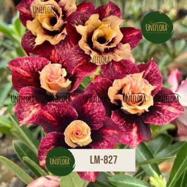Imagem de Rosa do Deserto DOBRADA LM827 - UNIFLORA