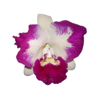 Imagem de Orquídea Cattleya Remo Prada Sabara - orquivitro
