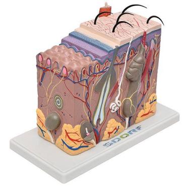 Imagem de Corte de Pele em Bloco Anatomia