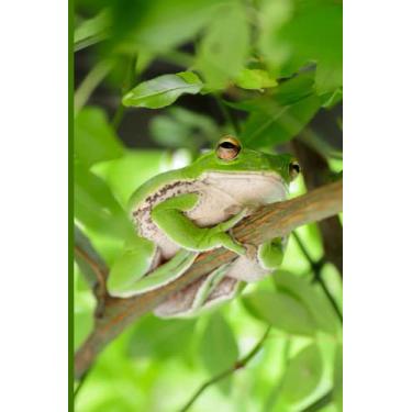 Imagem de Frog Notebook: Frog Journal Marvelous College Ruled Notebook for Amphibian Lovers, 120 Pages, 6 x 9 Size