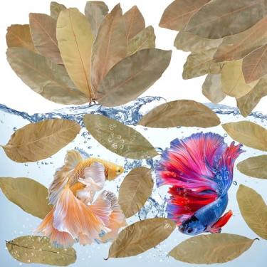 Imagem de FlyweightZ Mais de 55 folhas de Longan secas (10 a 15 cm) - areia natural de folhas de terrário para configuração bioativa, isópodes, cobras, sapos, aranhas, peixe betta - retenção de umidade e