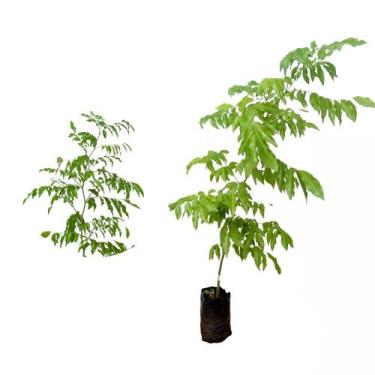 Imagem de Muda de Cabreuva 20 a 40cm AMK - Plantas Online - AMK Jardinagem e Pai