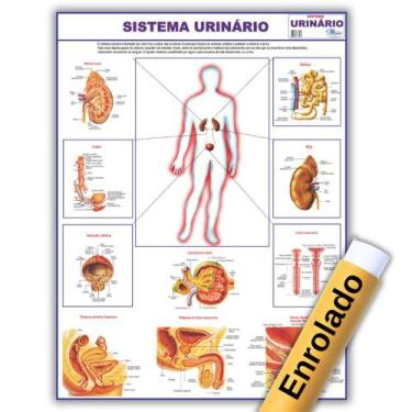 Imagem de Mapa Anatômico Enrolado Do Sistema Urinário 120x90 Cm - Medicina - Enf