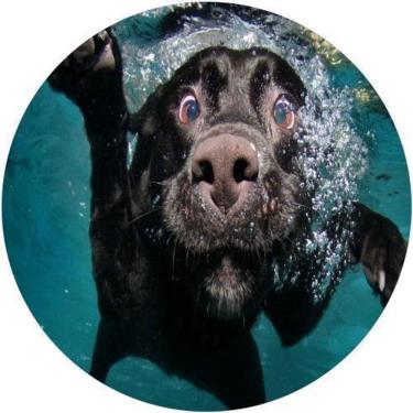 Imagem de Capa De Estepe Ecosport Aircross Dog De Remo