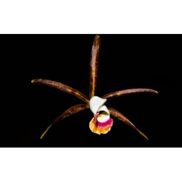Imagem de Orquídea Cattleya araguaiensis tipo x escura - Cooperorchids