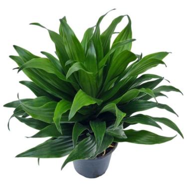 Imagem de Muda Dracaena Compacta Deremensis Planta Baby Natural Vs 10