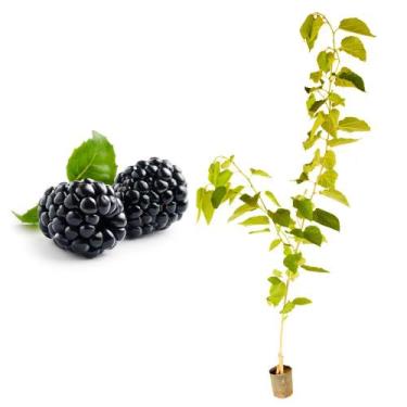 Imagem de Muda de Amora Portuguesa 50 a 80cm AMK - Plantas Online - AMK Jardinag