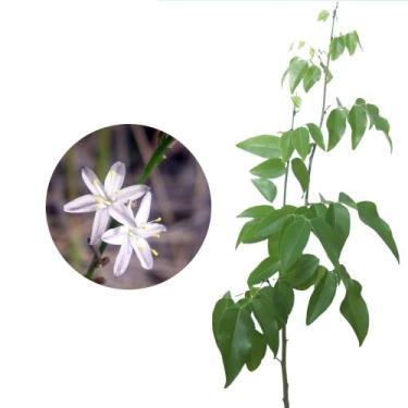 Imagem de Muda De Coração De Nego 20cm a 40cm - Plantas