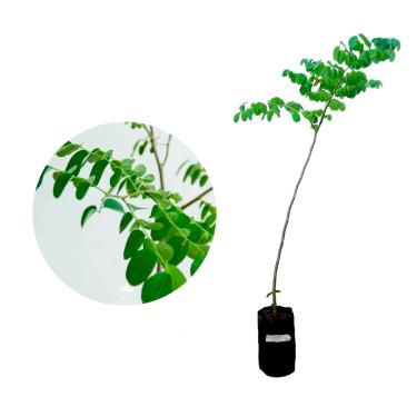Imagem de AMK Jardinagem e Paisagismo, Muda de Umburana 20 a 40cm AMK - Plantas Online
