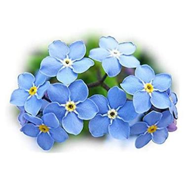 Imagem de 50 Sementes de Myosotis Indigo Azul - SEEDS