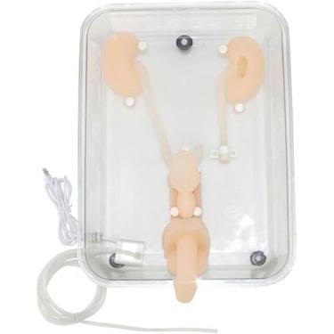 Imagem de Modelo de anatomia de manequim, modelo de treinamento de ureteroscopia, modelo de órgão urinário, ferramenta educacional de consultório médico para enfermeiras, uso de prática de treinamento de