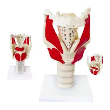 Imagem de P9IDEDFH Modelo anatômico de laringe humana - Modelo de junta de laringe humana ampliada profissional, para exibição de ensino de ciências de laringe e pulmão