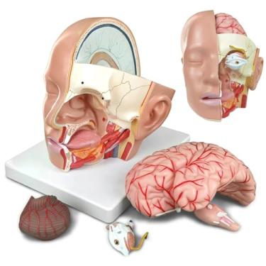 Imagem de HADWYN 2025 Novo Modelo Anatômico de Cabeça Educacional com Estudo do Cérebro - Modelo...
