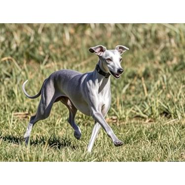 Imagem de UPABLUNSO Kits de pintura de diamante DIY italiano Greyhound Whippet Dog Stitch Diamond Art 5D Full Round Drill Paint by Diamonds Bead Painting para iniciantes, casa, sala de estar, quarto, escritório