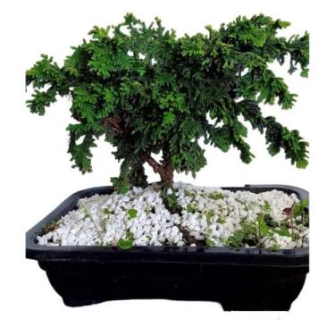 Imagem de Bonsai tuia Pavão c/vaso fertilizada - Quintal do bonsai 