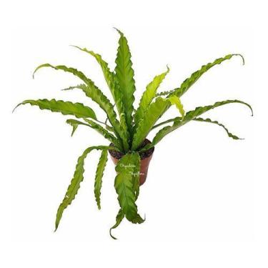 Imagem de Samambaia Asplenio Osaka Crespo Planta Natural Adulta - Orquiflora