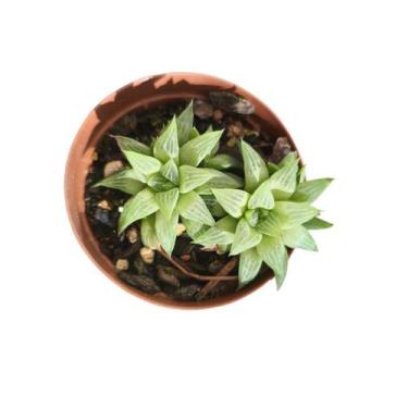 Imagem de Haworthia Retusa - GENERICO