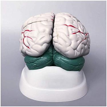 Imagem de EHVYBDX Modelo de cérebro anatômico humano - Modelo de anatomia do cérebro humano Modelo de anatomia da estrutura do cerebelo do tronco cerebral - Modelo anatômico de órgão humano Modelo de cérebro