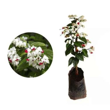 Imagem de Muda de Lagrimas de Cristo 20 a 40cm AMK - Plantas Online - Genérico