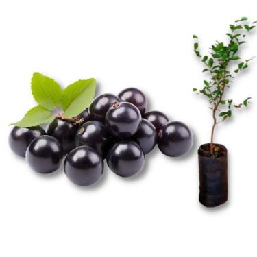 Imagem de Muda de Jabuticaba Hibrida ou Precoce - Dancruz