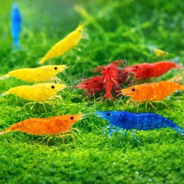 Imagem de Seam Oasis 15+ Camarões Neocaridina de Cores Mistas 2 cm