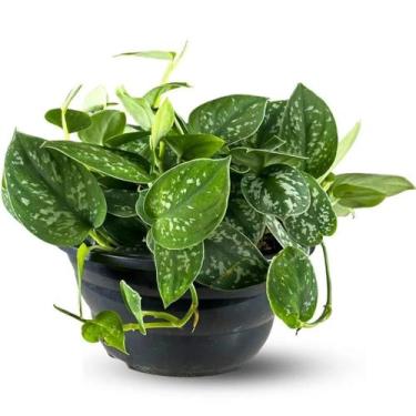 Imagem de Muda Planta Jiboia Prateada Cuia 21 Para Decoração Interna - Velling H