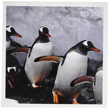Imagem de Pinguim Gentoo fora das águas congelantes ao redor de Aitcho - Cartões comemorativos, 15,24 x 15,24 cm, conjunto de 6 (gc_10505_1)