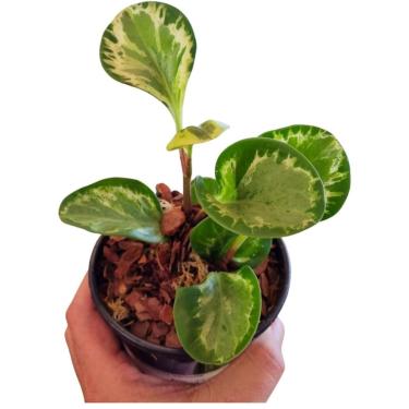 Imagem de Peperômia Obtusifolia 'variegata' Suculenta Muda Pote 10