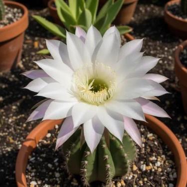 Imagem de Cacto Echinopsis eyriesii - Muda Enraizada de 5 cm - Orquidário