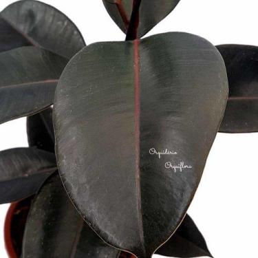 Imagem de Muda Ficus Elastica Rubro Planta Natural Ornamental Com Vaso - Orquifl