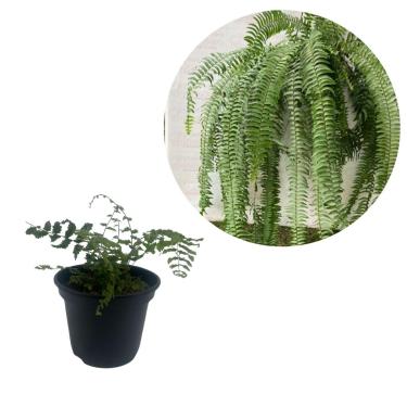 Imagem de Planta Muda Samambaia Chorona Metro Polypodium Persicifolium