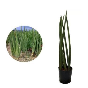 Imagem de Muda de Lança De São Jorge Altura de 0,40 cm a 0,80 cm - AMK - Jardina