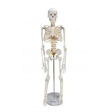 Imagem de Esqueleto Humano Articulado de 85 cm de Altura com Suporte - SDORF