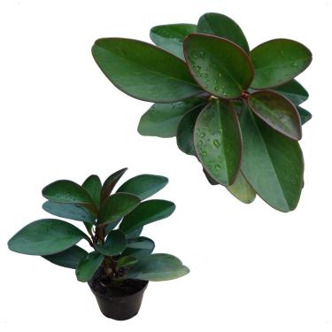 Imagem de Peperomia Obtusifolia Verde Escuro Limão Planta Exotica Rara