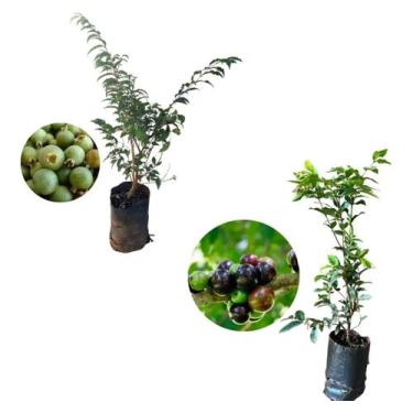 Imagem de Kit 2 Mudas - 1 Gabiroba + 1 Jabuticaba Hibrida - AMK - Jardinagem e P