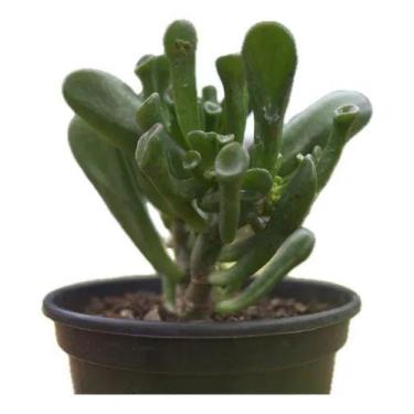 Imagem de Planta Crassula Ovata Gollum Orelha De Shureck Ornamental Casa e Escri