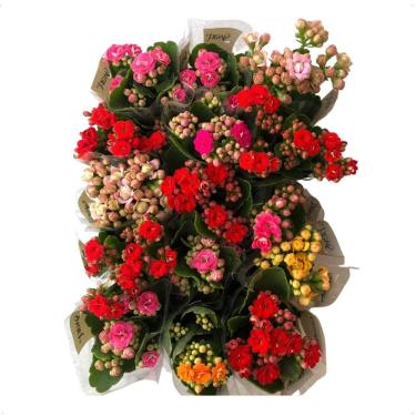 Imagem de Kit Mudas Com15 Kalanchoe Coloridas Suculenta Sem Flor P/Entrega Plantas Naturais Sem Flores Cores Mistas