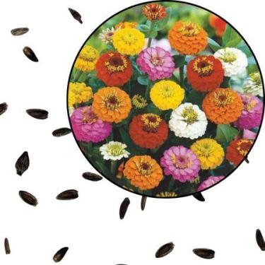 Imagem de Sementes S23 Zínia Liliput Sortida Flores Multicoloridas para Jardim V