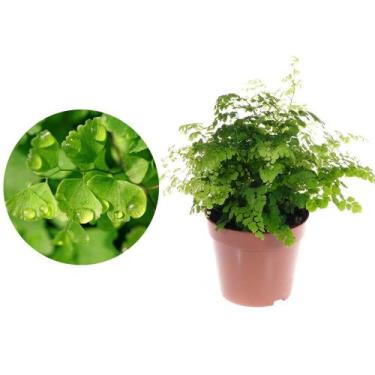 Imagem de Muda de Avenca 20 a 40cm AMK - Plantas Online - AMK Jardinagem e Paisa