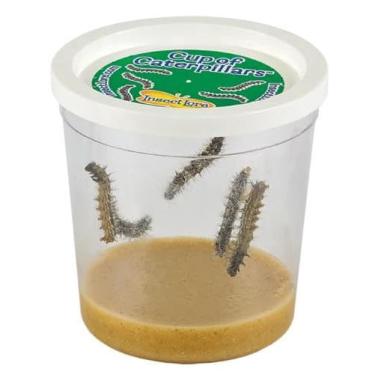 Imagem de Recarga básica Cup of Caterpillars Insect Lore com 5 mulheres pintadas