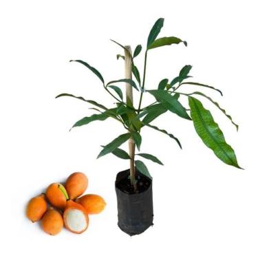 Imagem de Kit Com 1 Muda De Rambutan / 1 Muda De Achachairu - AMK - Jardinagem e