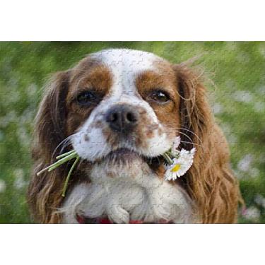 Imagem de Cavalier King Charles Spaniel with Flowers in His Mouth 500 Piece Jigsaw Puzzle 20.6 X 15.1'' Wooden Puzzle Birthday Gift Home Decor