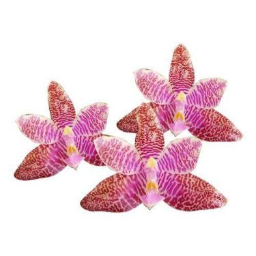 Imagem de Orquídea Phalaenopsis Lueddemanniana Planta Espécie Adulta - Orquiflor