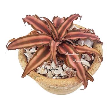 Imagem de Muda Bromelia Neoregelia Cryptanthus Rosada Com Vaso
