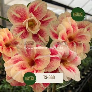 Imagem de Rosa do deserto BEGE dobrada COM RISCOS flor grande TS660 - UNIFLORA