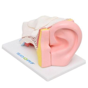 Imagem de Ouvido Ampliado em 5 Partes Modelo Anatomia