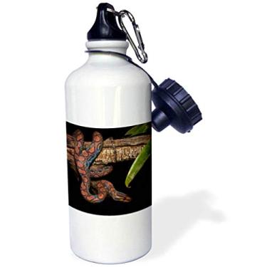 Imagem de 3dRose Garrafa de água esportiva "Rainbow Boa Snake, floresta tropical amazônica, Ecuador SA07 POX1359 Pete Oxford", 600 ml, branca