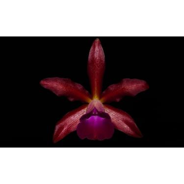 Imagem de Orquidea Cattleya guttata x laelia tenebrosa x chocolate drops